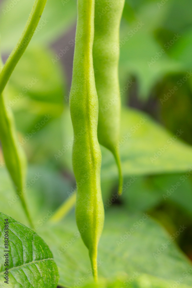 bean leaves on the field, beans close-up bean leaves on the field, beans close-up