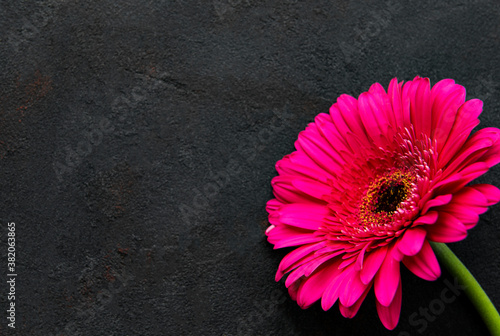 Photos Bright gerbera flower on black background