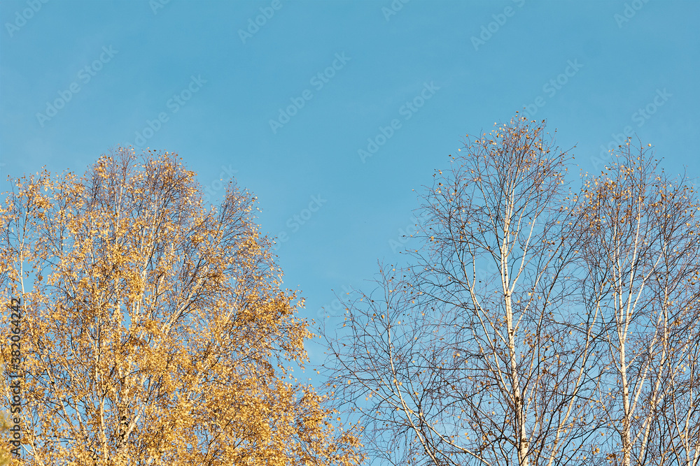 autumn concept. two trees - one with yellow leaves, the other without leaves against a blue sky autumn concept. two trees - one with yellow leaves, the other without leaves against a blue sky