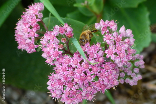 Blüte, Fetthenne, Sedum, Biene, rosa