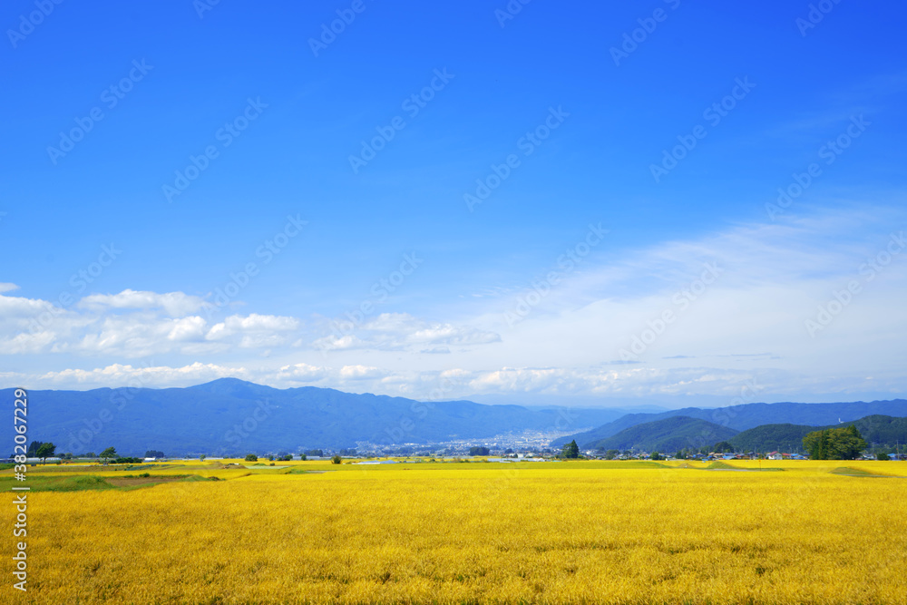 青空の下、山村の黄金色に輝く稲田のある風景