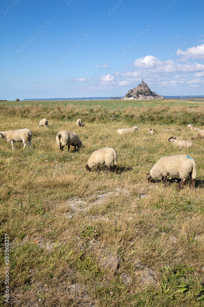 A flock of sheep grazing on the salt meadows close to the Mont Saint-Michel tidal island under a summer blue sky. Le Mont Saint Michel, France
