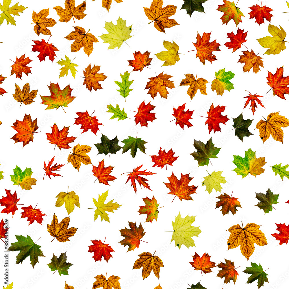 Fall leaf background. Season leaves fall background. Autumn yellow red, orange leaf isolated on white seamless pattern. Colorful maple foliage. Fall leaf background. Season leaves fall background. Autumn yellow red, orange leaf isolated on white seamless pattern. Colorful maple foliage.
