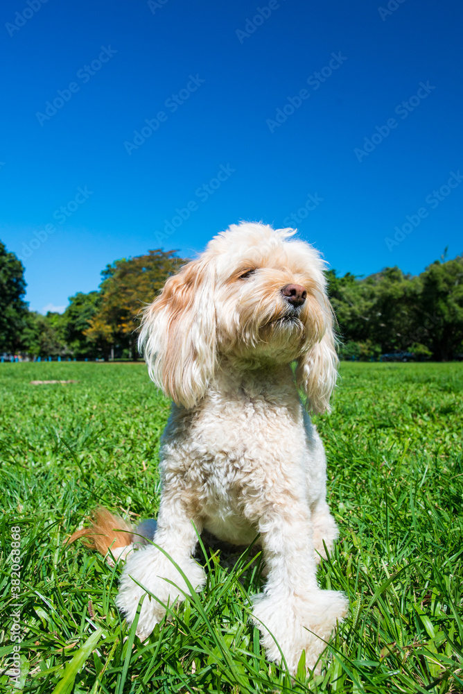 芝生で寛ぐ小型犬
