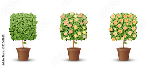 vector bush with flowers in a pot, in the form of a square.