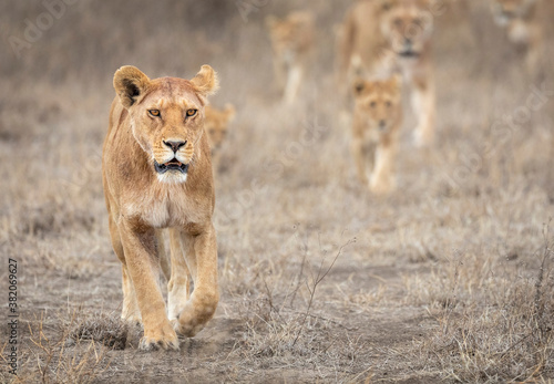 Female lioness leading a pride of lions walking through a dry bush in Ndutu in Tanzania
