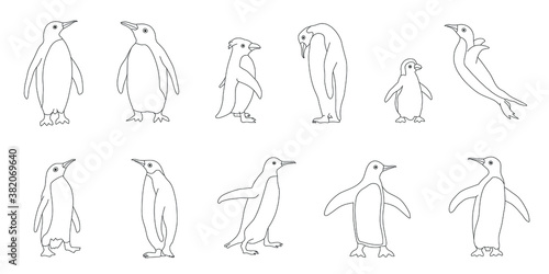 penquin line