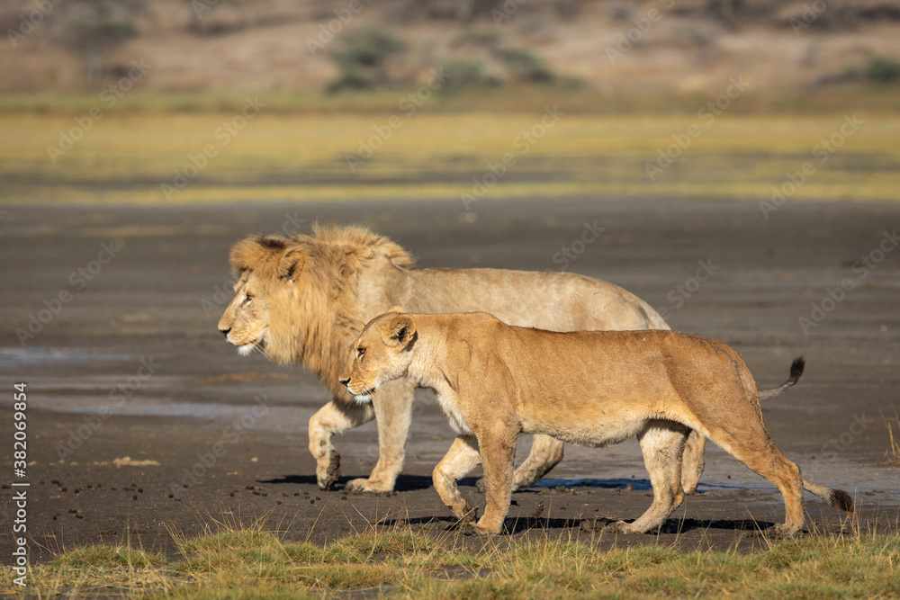 Male and female lion walking together in Ndutu in Tanzania Male and female lion walking together in Ndutu in Tanzania