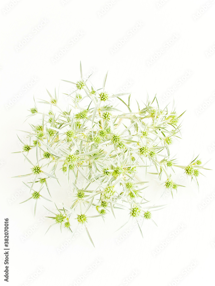 Obraz premium Eryngium campestre on white