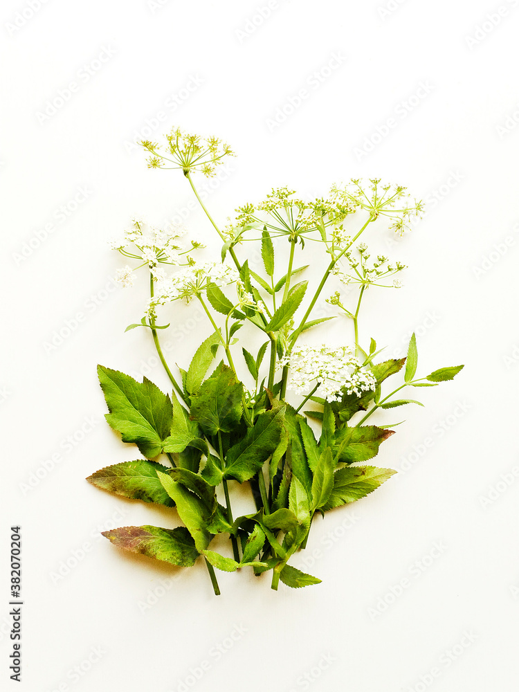 Oenanthe crocata flowers