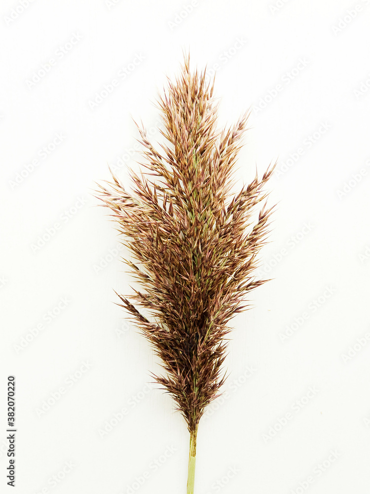 Phragmites on white Phragmites on white