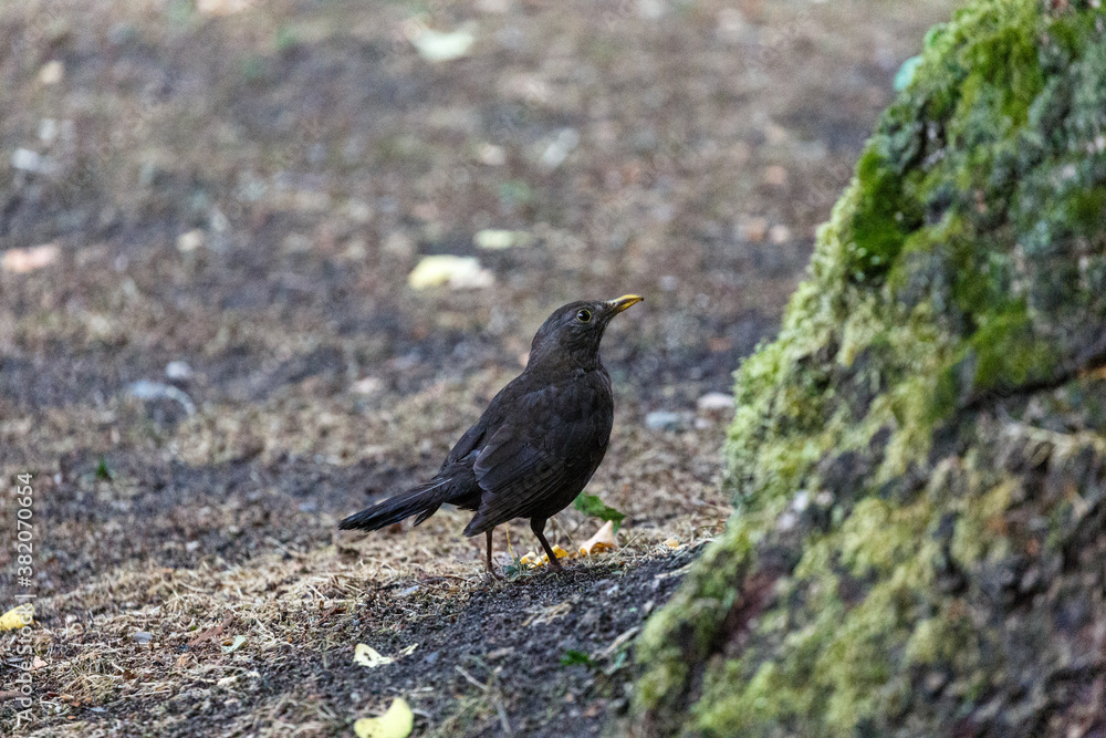Fototapeta premium Blackbird waking on grass in park