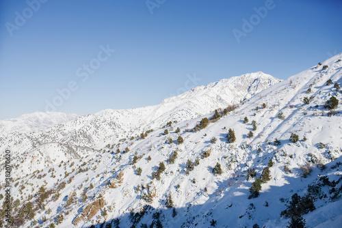 The winter forest is covered with snow. New year's landscape. Fairy trees in snowdrifts. Uzbekistan, Tien Shan