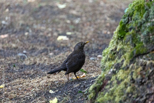 Blackbird waking on grass in park