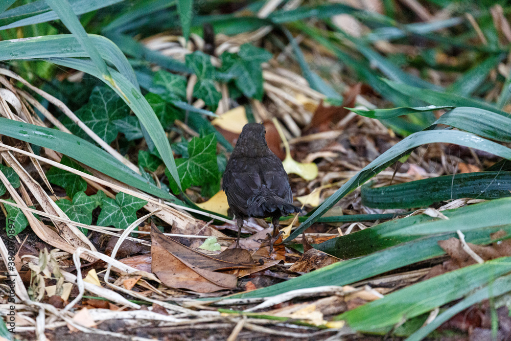 Blackbird waking on grass in park Blackbird waking on grass in park