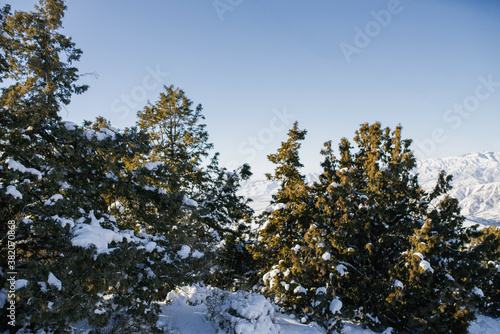 Fir trees covered with snow in the forest in winter on a Sunny day