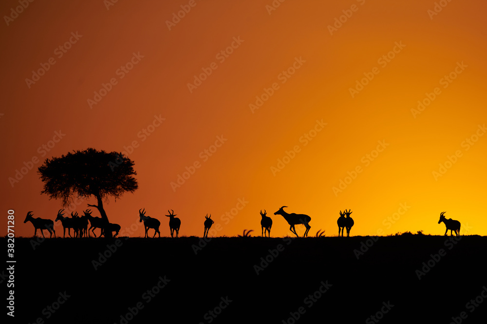 Sunrise with gazelles running around 