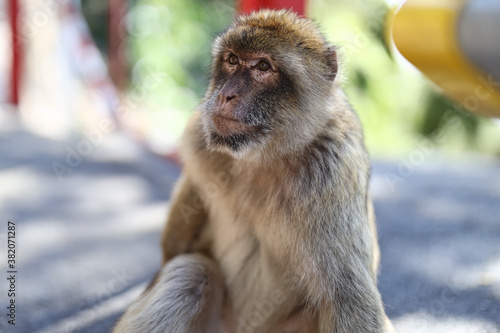 Monkeys at the rock of Gibraltar UK