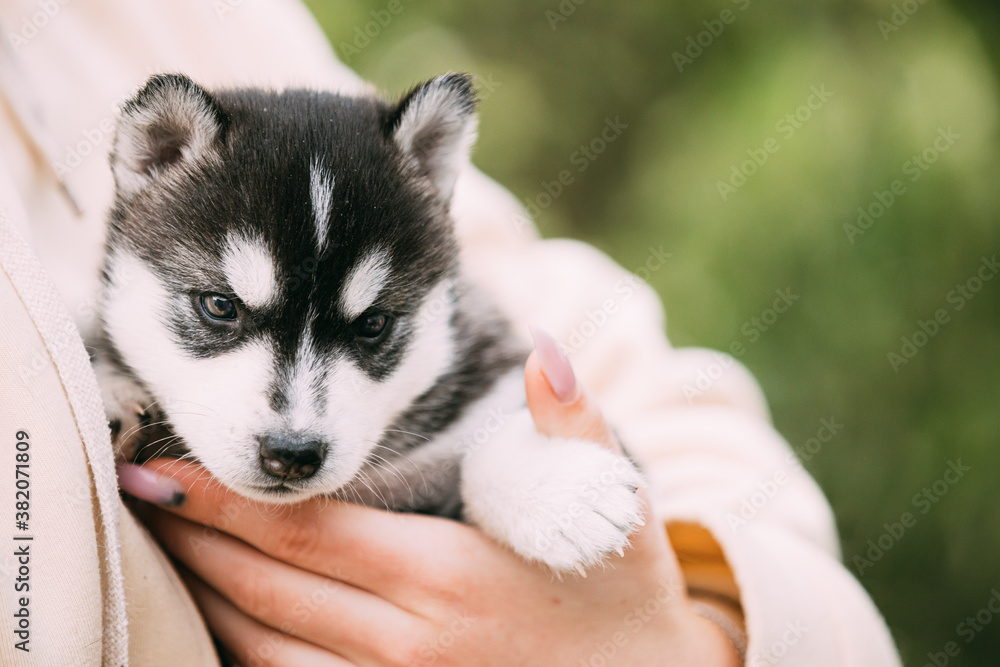 Four-week-old Husky Puppy Of White-gray-black Color Sitting In Hands Of Owner Four-week-old Husky Puppy Of White-gray-black Color Sitting In Hands Of Owner