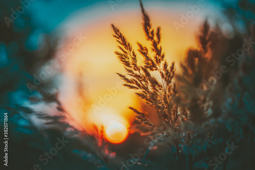 Summer Dry Autumn Grass In Sunset Sunrise Sunlight. Meadow Landscape In Fall Season. Toned Photo In Cold And Warm Colors