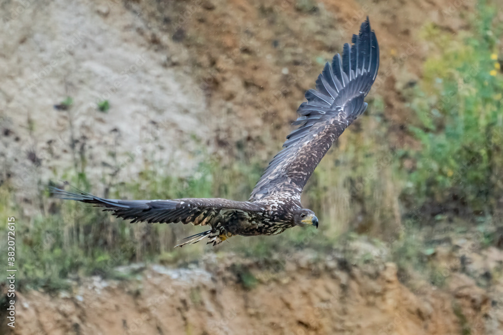 White Tailed Eagle (Haliaeetus albicilla) in flight. Also known as the ern, erne, gray eagle, Eurasian sea eagle and white-tailed sea-eagle. Wings Spread. Poland, Europe. Birds of prey. White Tailed Eagle (Haliaeetus albicilla) in flight. Also known as the ern, erne, gray eagle, Eurasian sea eagle and white-tailed sea-eagle. Wings Spread. Poland, Europe. Birds of prey.