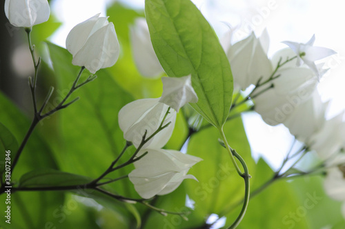 ベンケイクサギの花 photo