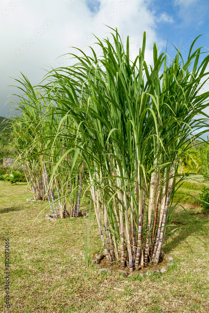 Sugarcane plants Sugarcane plants