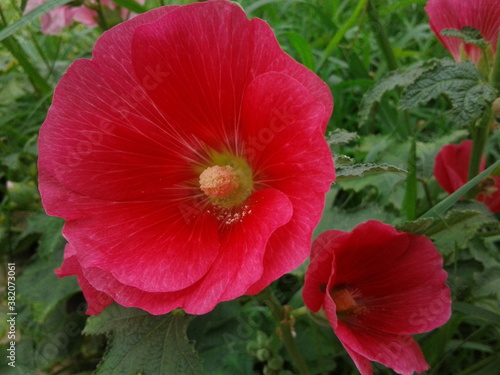 Pink Hollyhock in the garden © Orange