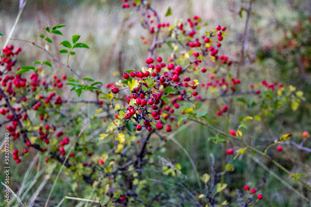 red fruits bush in the forest