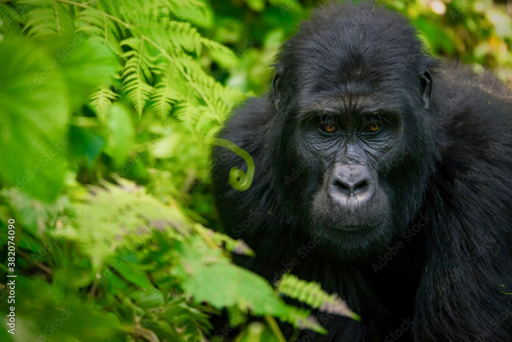 Obraz premium A beautiful portrait of an adult female mountain gorilla surrounded by ferns and vines in her natural forest habitat of Bwindi Impenetrable Forest in Uganda.