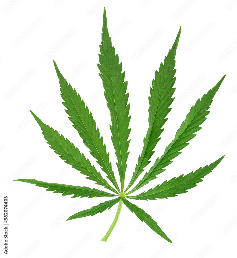 Cannabis leaf isolated on white background with clipping path and full depth of field Cannabis leaf isolated on white background with clipping path and full depth of field