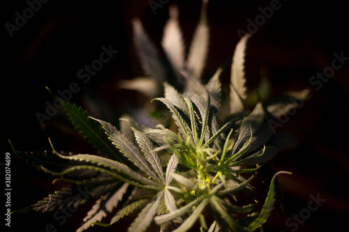 Marijuana is growing. Cannabis plant on the street. 