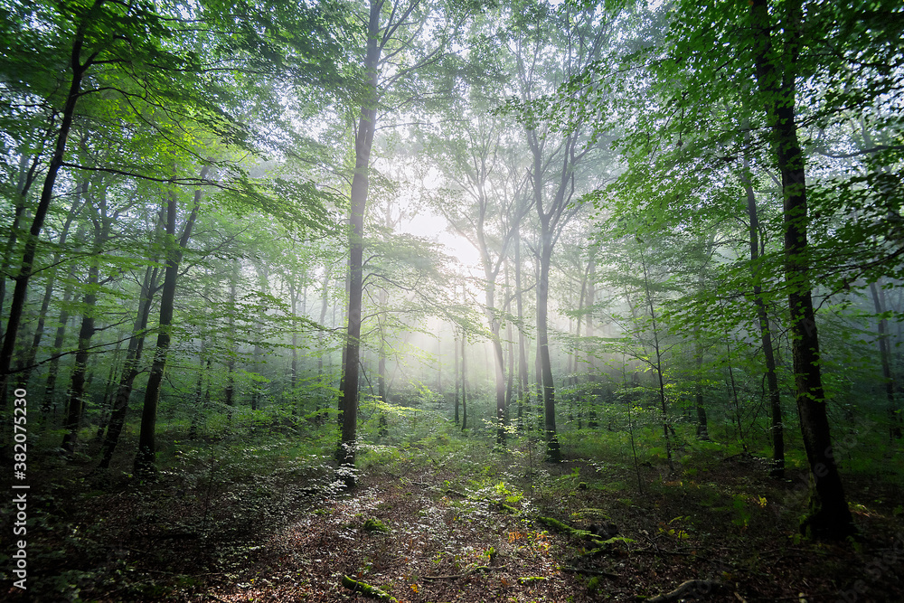 Obraz premium Foret lumineuse