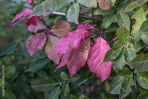 Trittau - coloured autumn foliage
