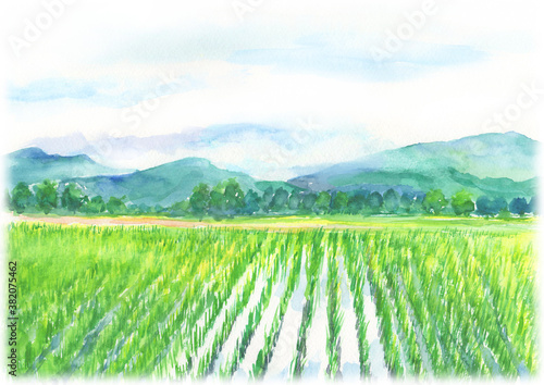 田舎の田んぼの風景