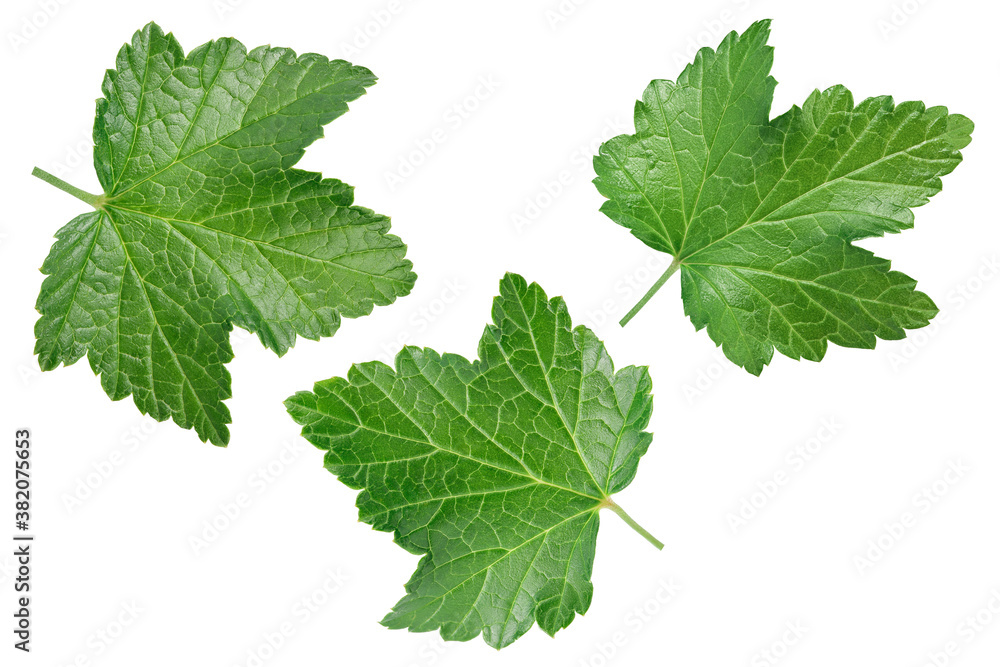 currant leaf isolated on white background with clipping path and full depth of field. Top view. Flat lay currant leaf isolated on white background with clipping path and full depth of field. Top view. Flat lay