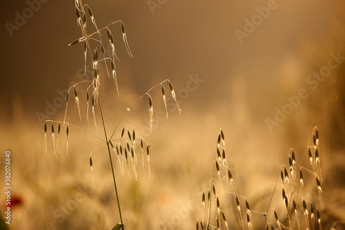 Grass Meadow in golden Sunset light.