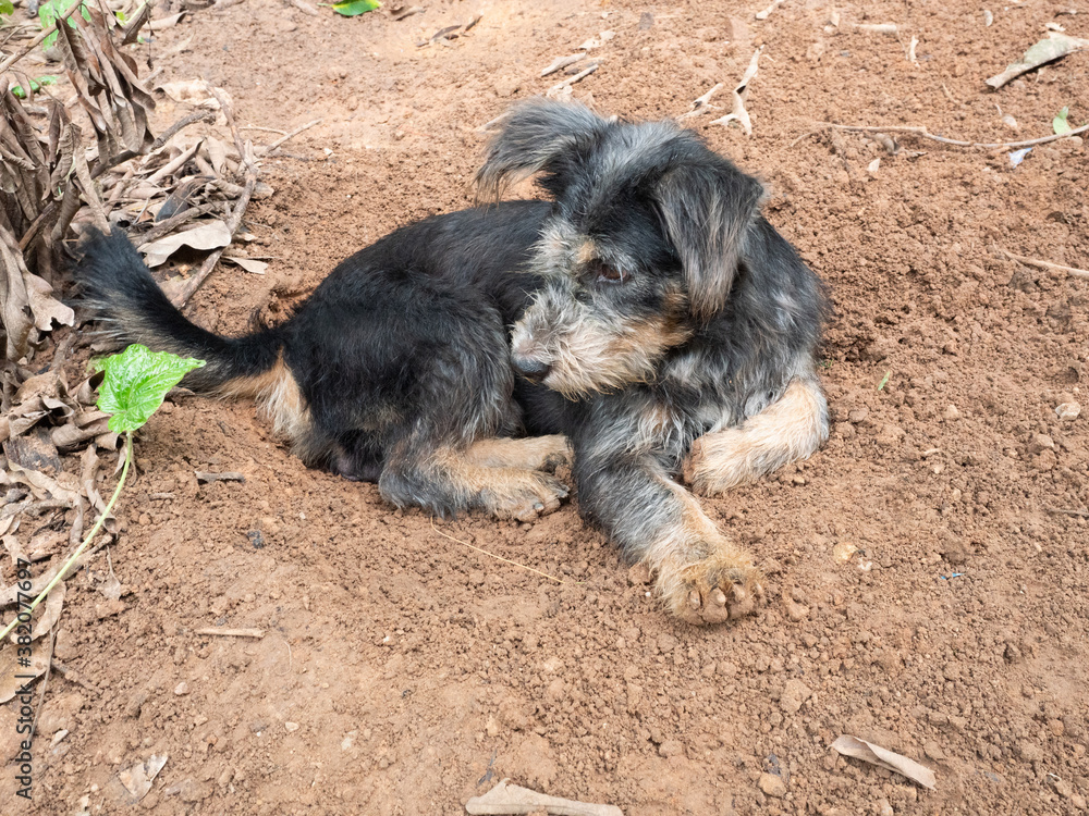 Black and brown striped dog resting in dug hole where it dig, Natural behavior of outdoor pets Black and brown striped dog resting in dug hole where it dig, Natural behavior of outdoor pets