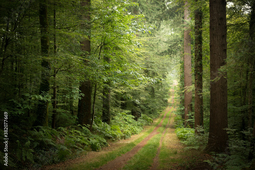 Papier peint sentier forestier
