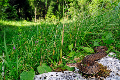 European adder (Vipera berus marasso) from the Italian Alps / Kreuzotter (Vipera berus marasso) aus den Italienischen Alpen 