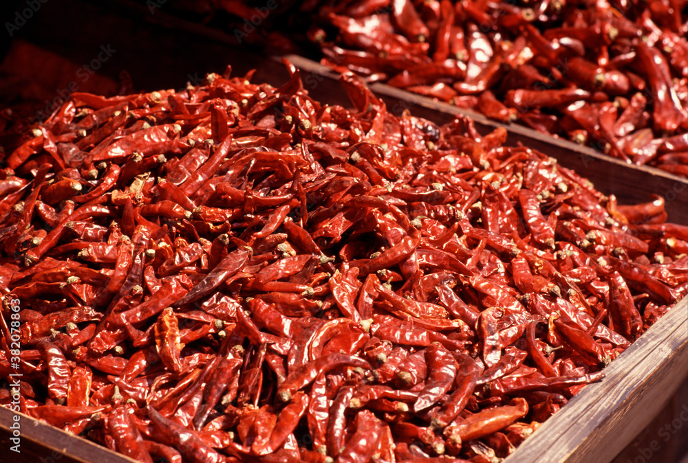 Fototapeta premium トウガラシ