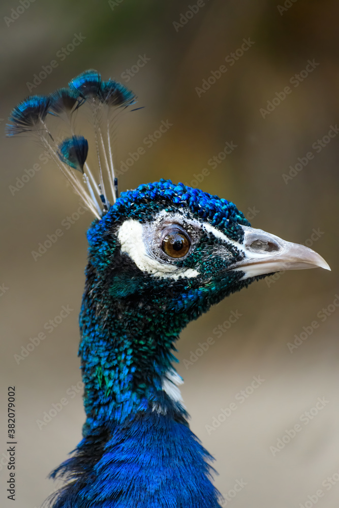 Side profile photo of Indian peafowl (Pavo cristatus) Side profile photo of Indian peafowl (Pavo cristatus)