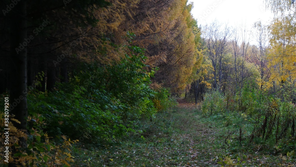 Obraz premium morning in the forest