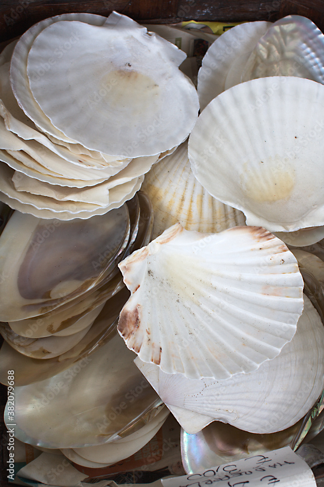 Scallop shells. Concept romantic or summer holiday.
