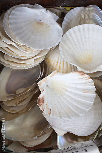 Obraz na płótnie Scallop shells. Concept romantic or summer holiday. w salonie