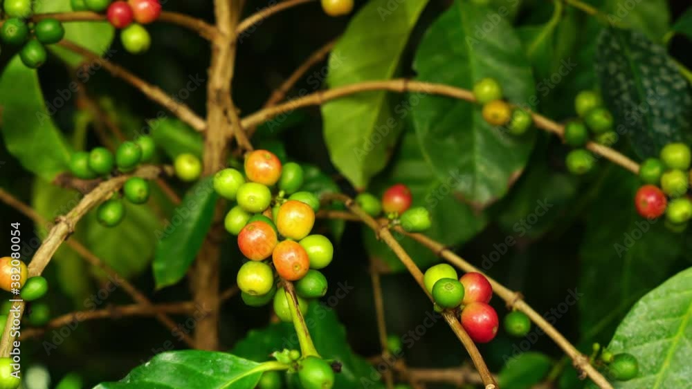 Organic unripe coffee berries fruit in nature. Zooming out scene of arabica coffee fruit on branches of a tree. Organic unripe coffee berries fruit in nature. Zooming out scene of arabica coffee fruit on branches of a tree.