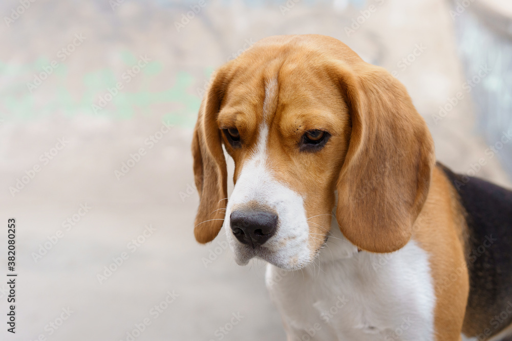 dog outside . Serious beagle. portrait close-up dog outside . Serious beagle. portrait close-up