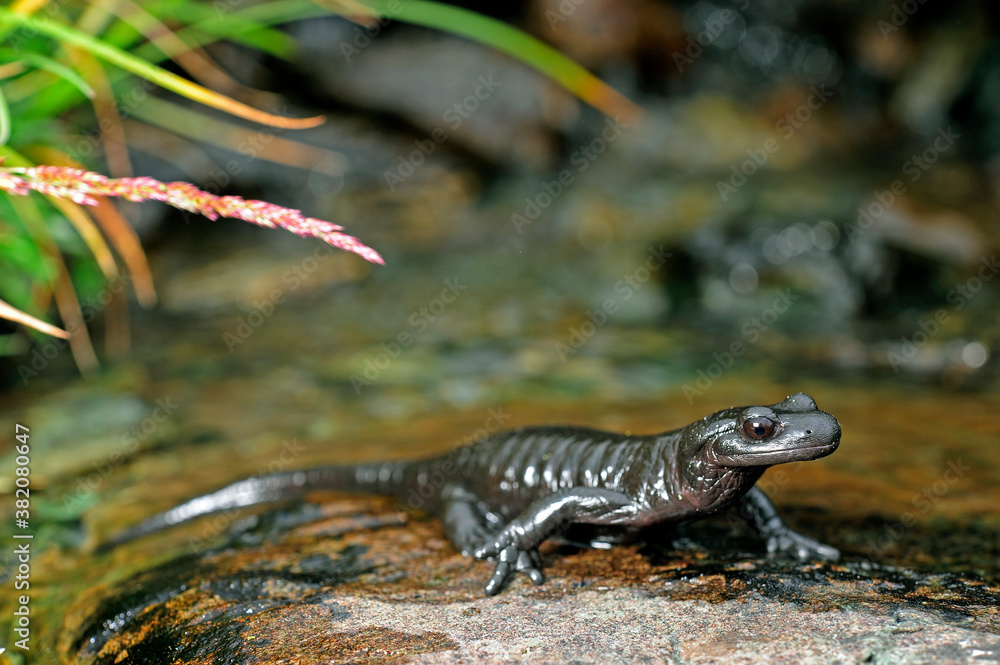 Lanzas Alpensalamander (Salamandra lanzai) Lanza's alpine salamander