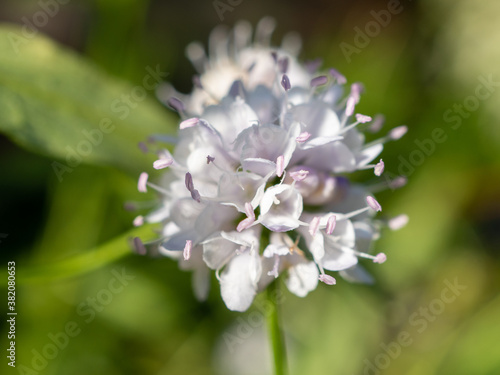 white and purple flowers