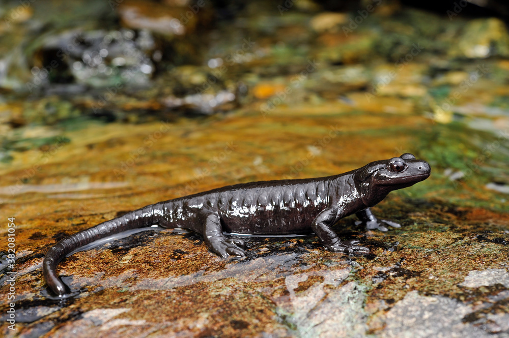 Lanzas Alpensalamander (Salamandra lanzai) Lanza's alpine salamander